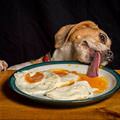 funny dog 2