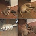 funny dog 2