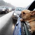 funny dog 1