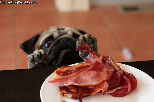 I Loves Me Some Bacon