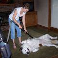 funny dog 5