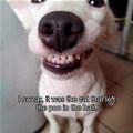 funny dog 4