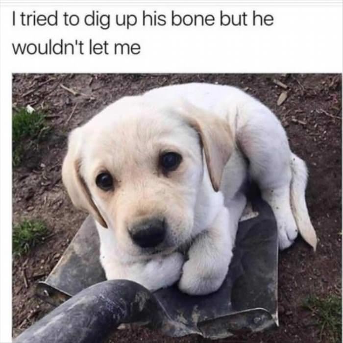 I Tried To Dig Up This Bone