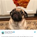 funny dog 5