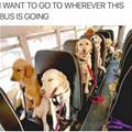 funny dog 1