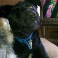 funny dog 1