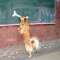 funny dog 4