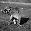 funny dog 3
