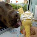 funny dog 1