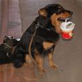 funny dog 5