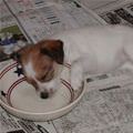 funny dog 3
