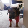 funny dog 1