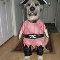 funny dog 4