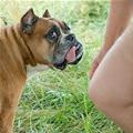 funny dog 5