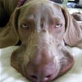 funny dog 4