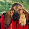 funny dog 2