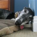 funny dog 4