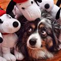 funny dog 3