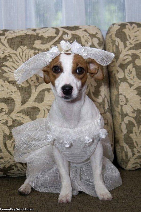 In My Wedding Dress