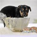 funny dog 2