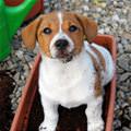 funny dog 2