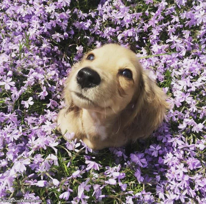 In The Flowers