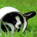 funny dog 1