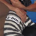 funny dog 2