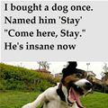 funny dog 5