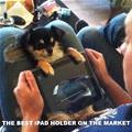 funny dog 3