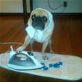 funny dog 3