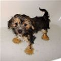funny dog 2
