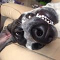 funny dog 5