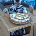 funny dog 5