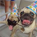 funny dog 4