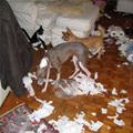 funny dog 3