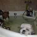 funny dog 2