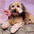 funny dog 2