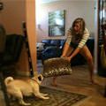 funny dog 1