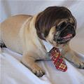 funny dog 5