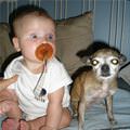 funny dog 2