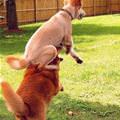 funny dog 1