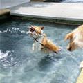 funny dog 1