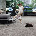 funny dog 2