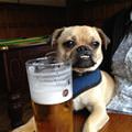 funny dog 1