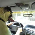 funny dog 5