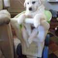 funny dog 1