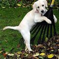 funny dog 2