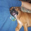 funny dog 3