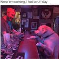 funny dog 2